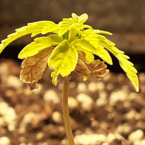 Lemon Kush Auto  growlog timeline photo