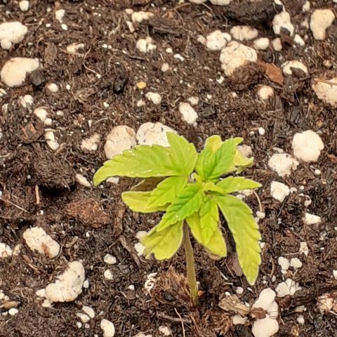 Lemon Kush Auto  growlog timeline photo