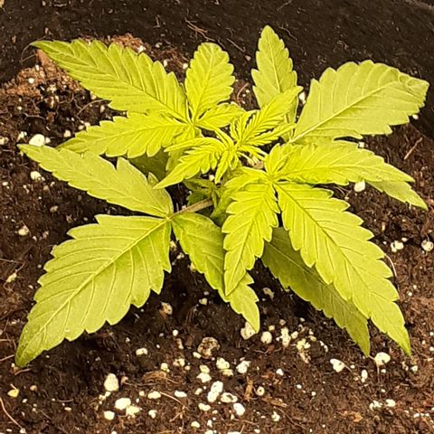 Gorilla Glue Auto  growlog timeline photo