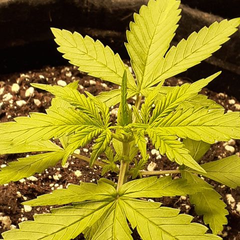 Red Critical Auto  growlog timeline photo