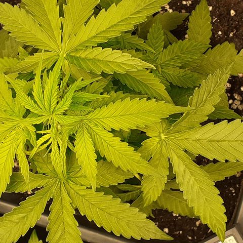 Lemon Kush Auto  growlog timeline photo