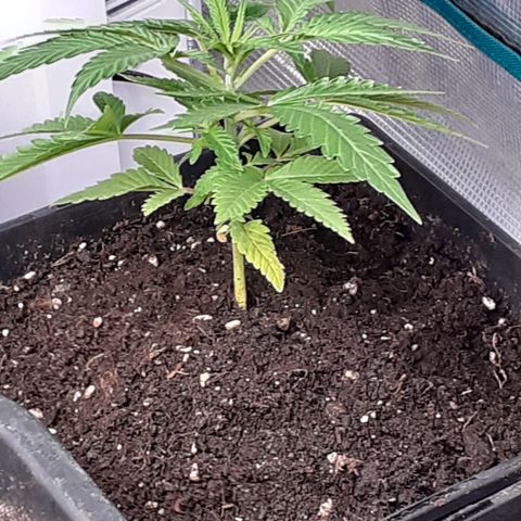Gorilla Girl Fv growlog timeline photo