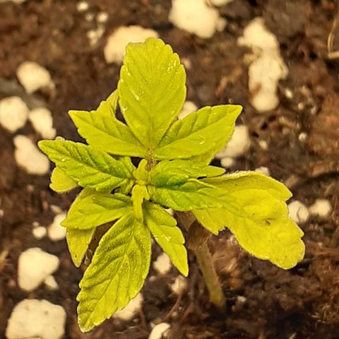 Lemon Kush Auto  growlog timeline photo