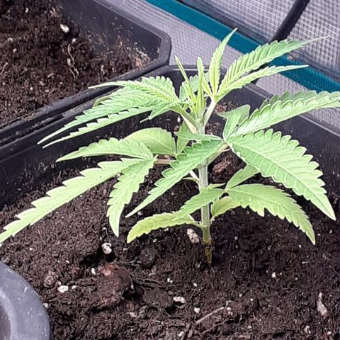 Gorilla Girl Fv growlog timeline photo