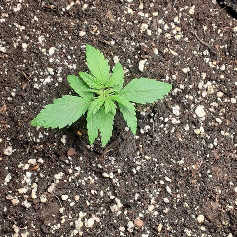 Gorilla Glue Auto  growlog timeline photo