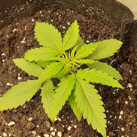 Gorilla Glue Auto  growlog timeline photo