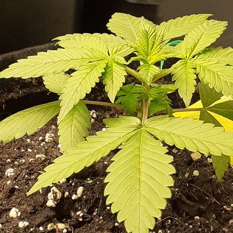 Red Critical Auto  growlog timeline photo
