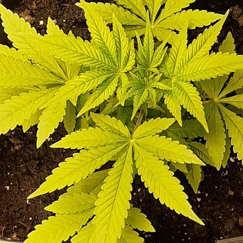 Gorilla Girl Fv growlog timeline photo