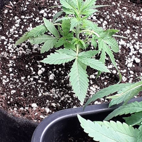 Purple punch Auto  growlog timeline photo