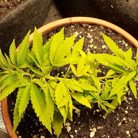 Pakistan Valley  growlog timeline photo