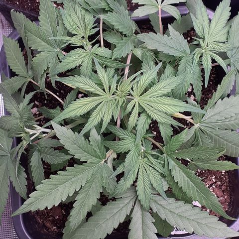 Bruce Banner Auto  growlog timeline photo