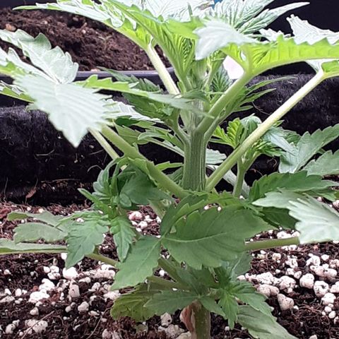 Purple punch Auto  growlog timeline photo