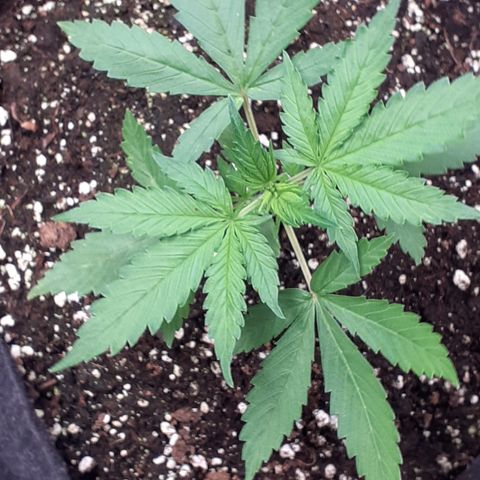 Red Critical Auto  growlog timeline photo