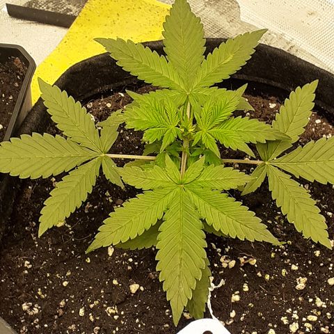 Red Critical Auto  growlog timeline photo