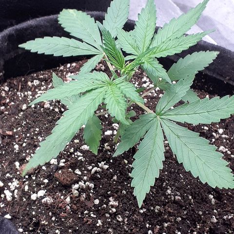 Red Critical Auto  growlog timeline photo