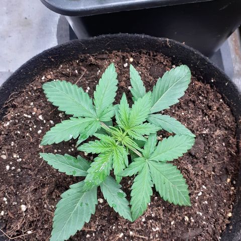 Gorilla Glue Auto  growlog timeline photo