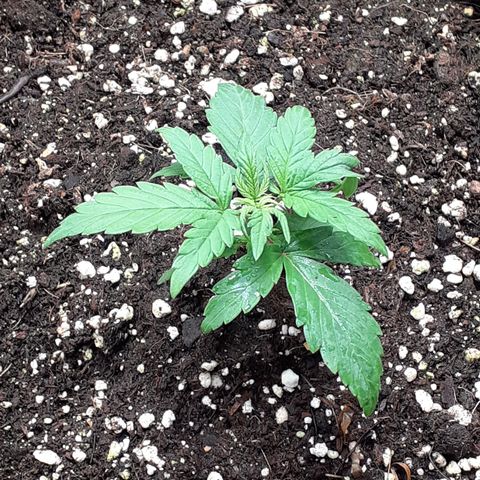 Gorilla Glue Auto  growlog timeline photo