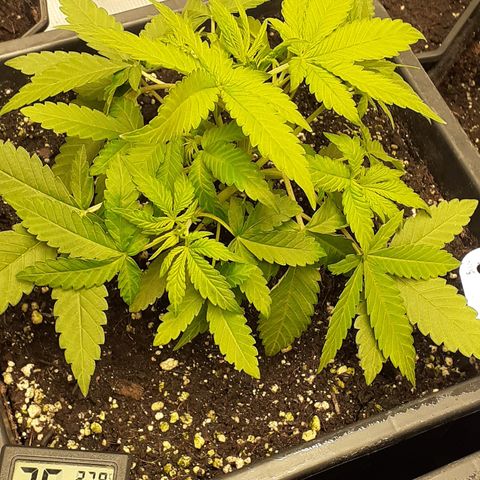 Bruce Banner Auto  growlog timeline photo
