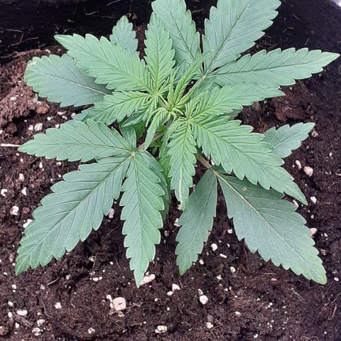 Gorilla Glue Auto  growlog timeline photo