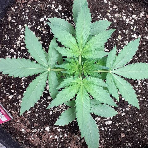 Purple punch Auto  growlog timeline photo