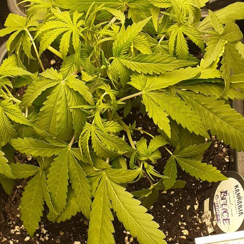 Bruce Banner Auto  growlog timeline photo