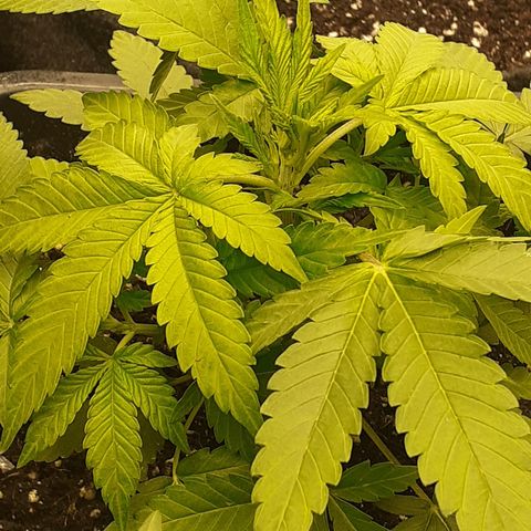Bruce Banner Auto  growlog timeline photo