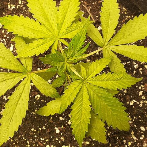 Red Critical Auto  growlog timeline photo