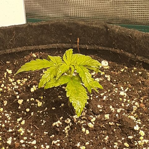 Gorilla Glue Auto  growlog timeline photo