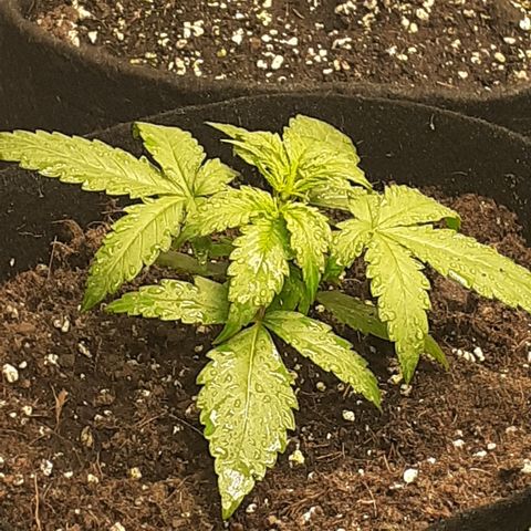 Gorilla Glue Auto  growlog timeline photo