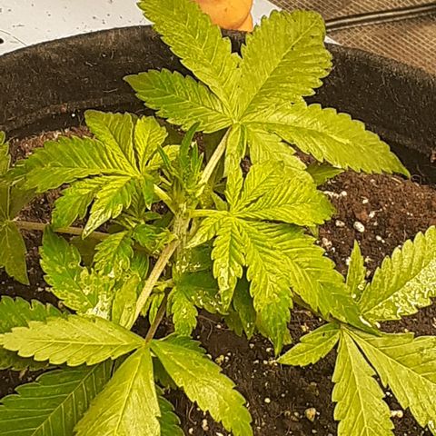 Red Critical Auto  growlog timeline photo