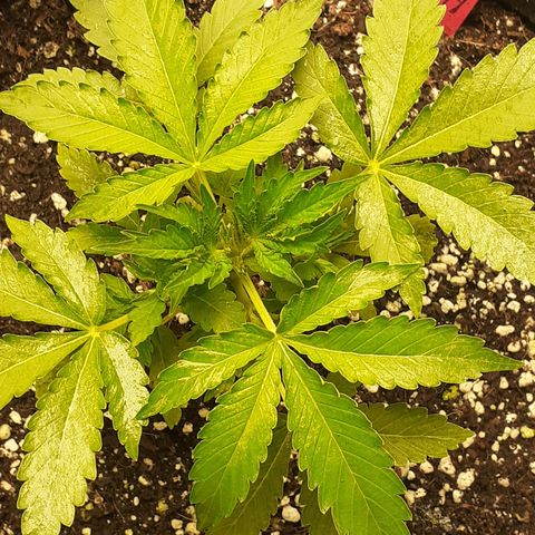 Purple punch Auto  growlog timeline photo