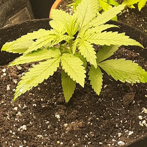 Gorilla Glue Auto  growlog timeline photo
