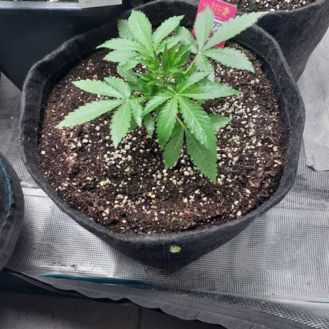 Purple punch Auto  growlog timeline photo