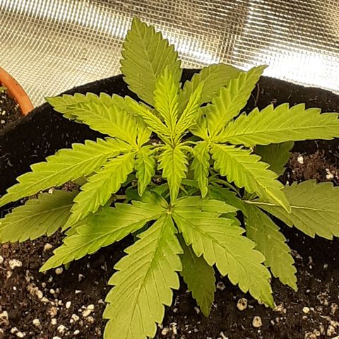 Gorilla Glue Auto  growlog timeline photo