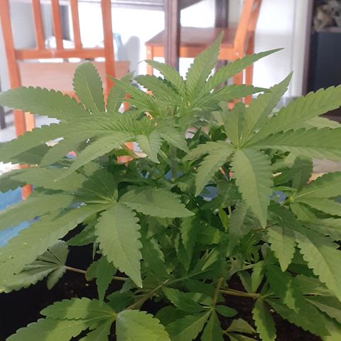 Gorilla Girl Fv growlog timeline photo