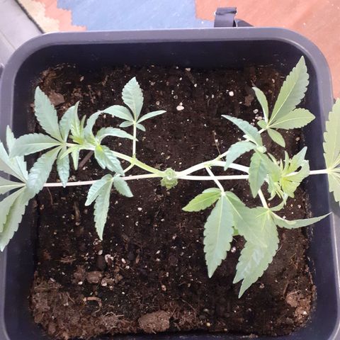 Gorilla Girl Fv growlog timeline photo