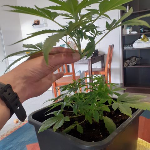 Gorilla Girl Fv growlog timeline photo
