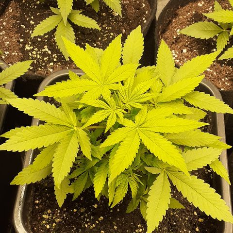 Bruce Banner Auto  growlog timeline photo