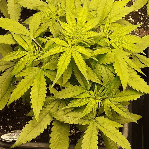 Bruce Banner Auto  growlog timeline photo