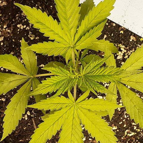 Red Critical Auto  growlog timeline photo