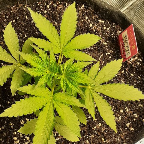 Purple punch Auto  growlog timeline photo