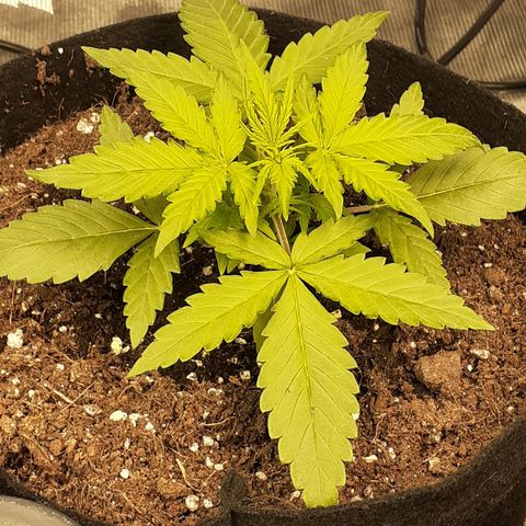 Gorilla Glue Auto  growlog timeline photo