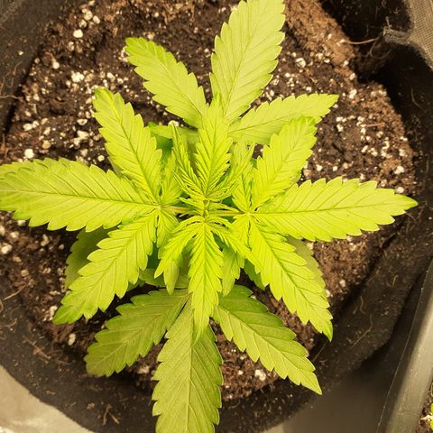 Gorilla Glue Auto  growlog timeline photo