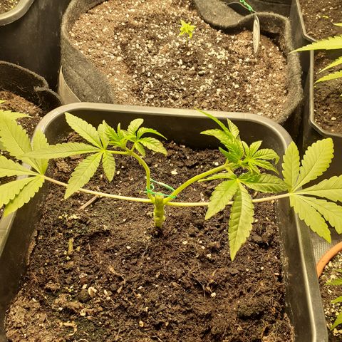 Gorilla Girl Fv growlog timeline photo