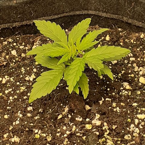 Gorilla Glue Auto  growlog timeline photo