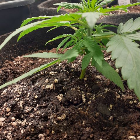 Gorilla Glue Auto  growlog timeline photo