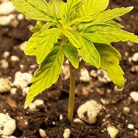 Lemon Kush Auto  growlog timeline photo