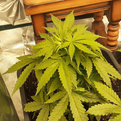 Lemon Kush Auto  growlog timeline photo