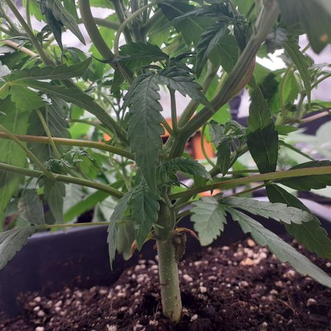 Bruce Banner Auto  growlog timeline photo