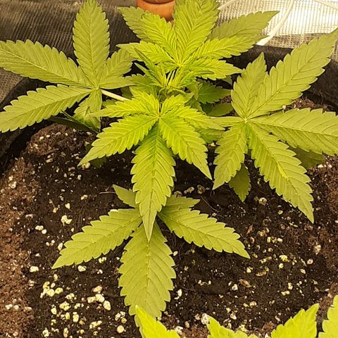 Red Critical Auto  growlog timeline photo